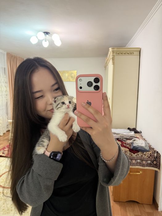 Котёнок вислоухий шотландец