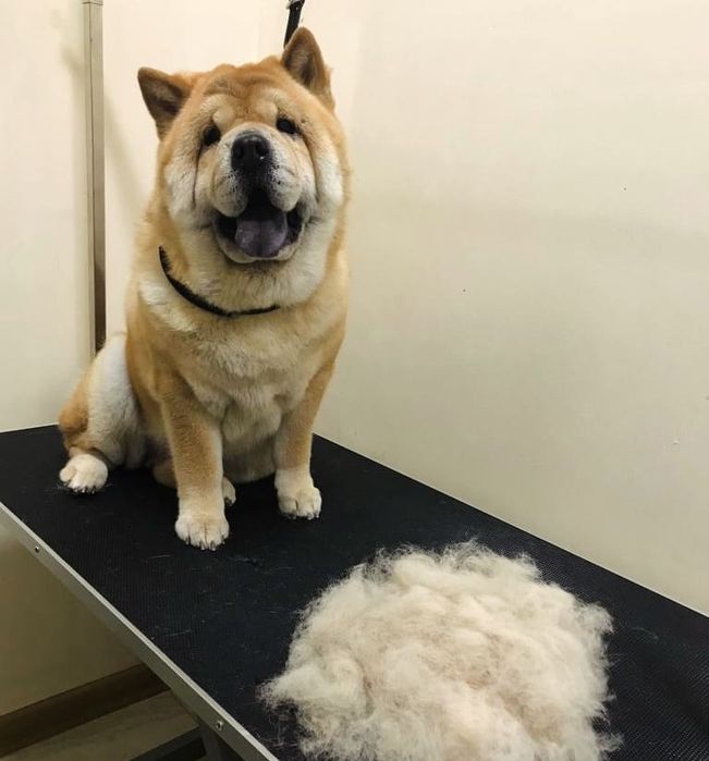 Груминг, экспресс линька, стрижка.