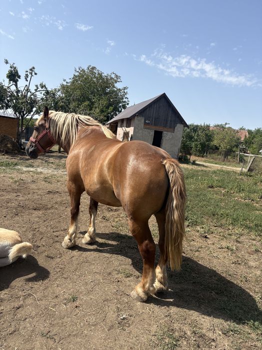 Vand iapa grea cu manza si gestanta