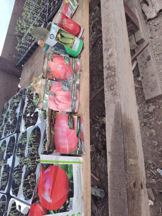 Răsaduri roșii, kapia, gras, castraveți