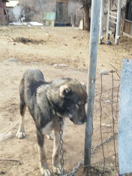 Щенки азиат, мать охотничья