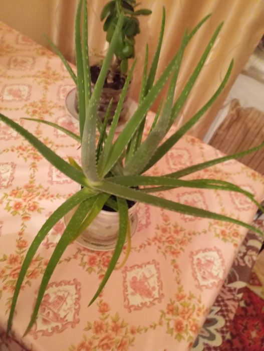 Алоэ Вера продам