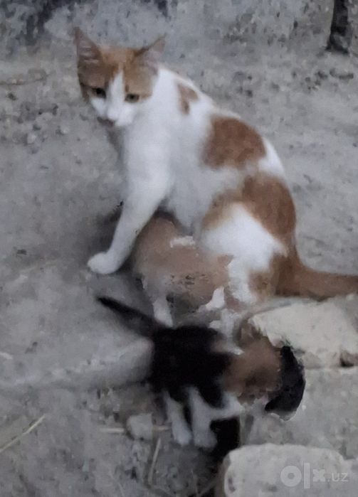 Котята  бесплатно
