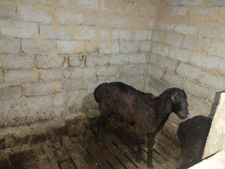 Кошкар сатылады жаксы семіз