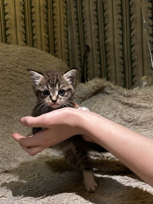 Котенок ищет семью