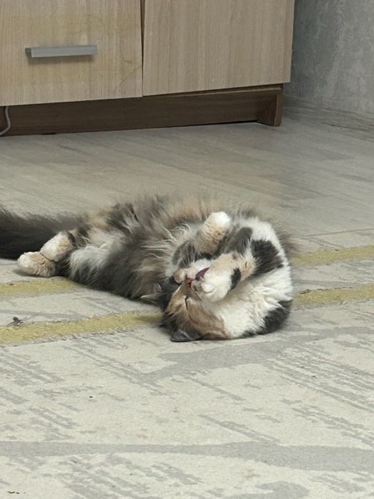 Отдам кошку в добрые руки.