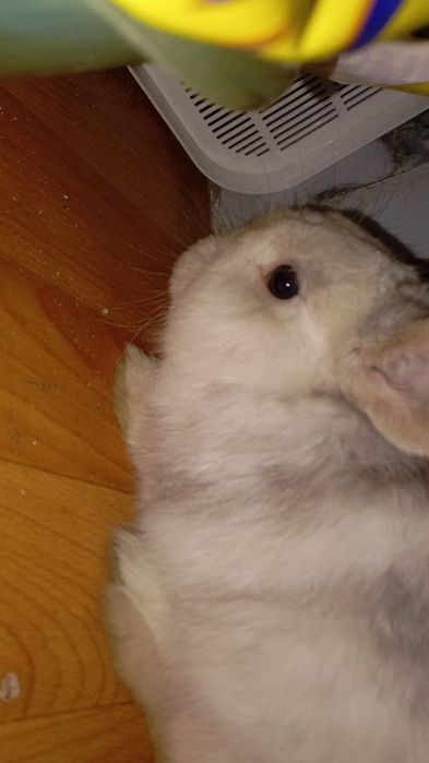 Кролик декоративный