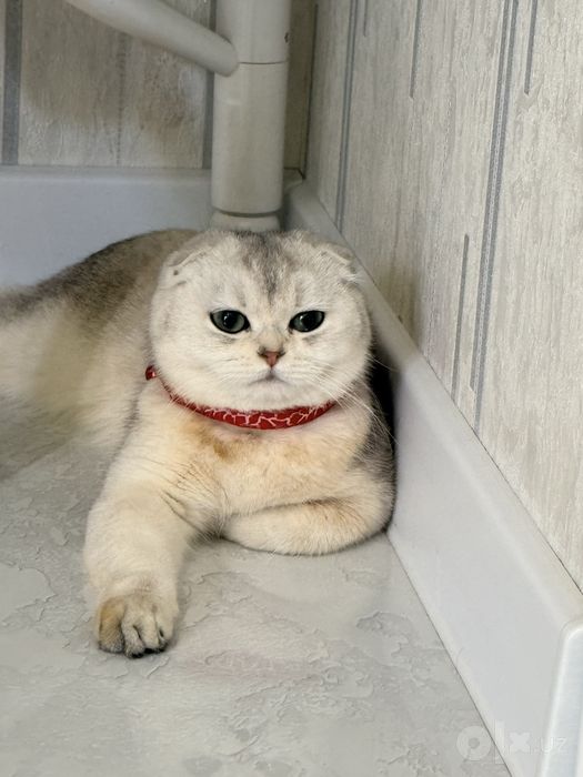 На продаже шотланская девочка