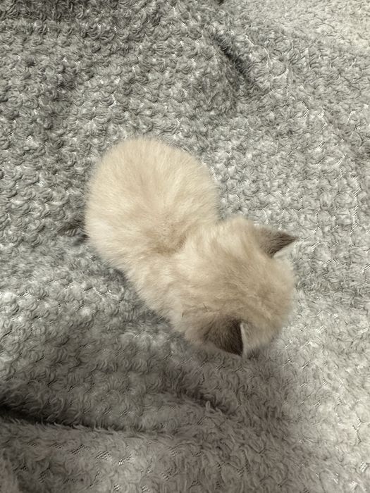 Отдам котенка в хорошие руки