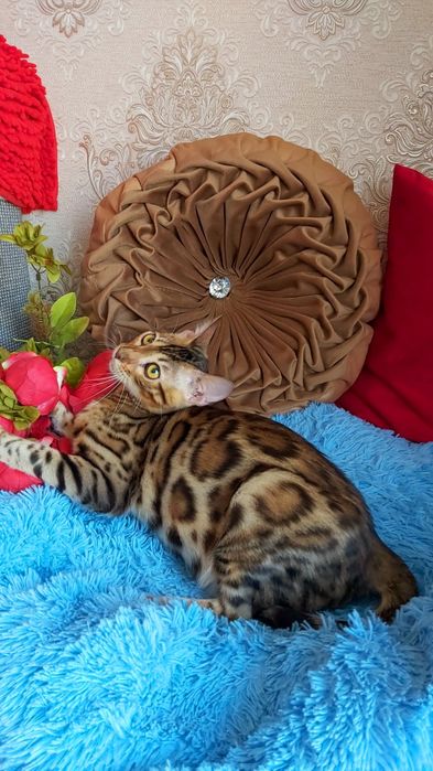 Мини Леопард! БЕНГАЛЬСКИЕ Детки!