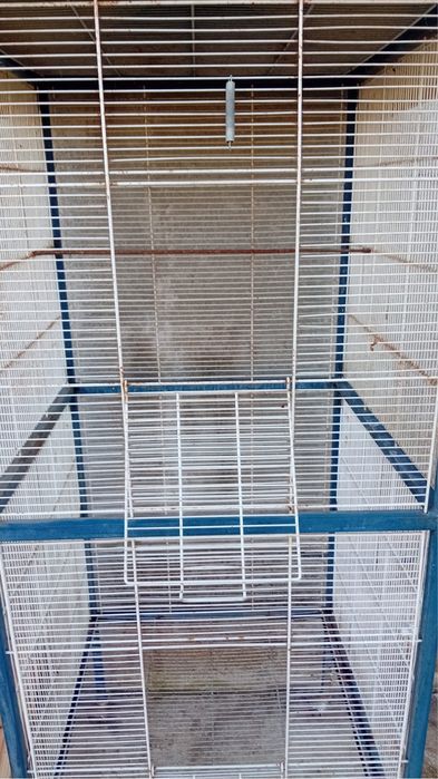 Colivie mare papagali