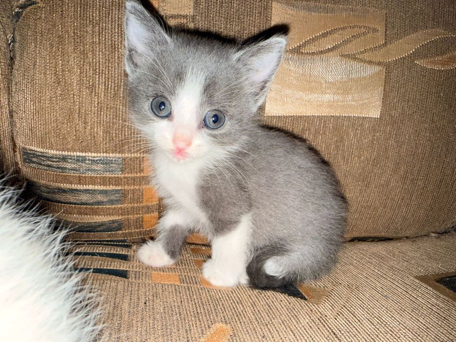 Отдам котят в добрые руки
