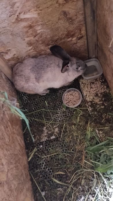 Кролики велекани