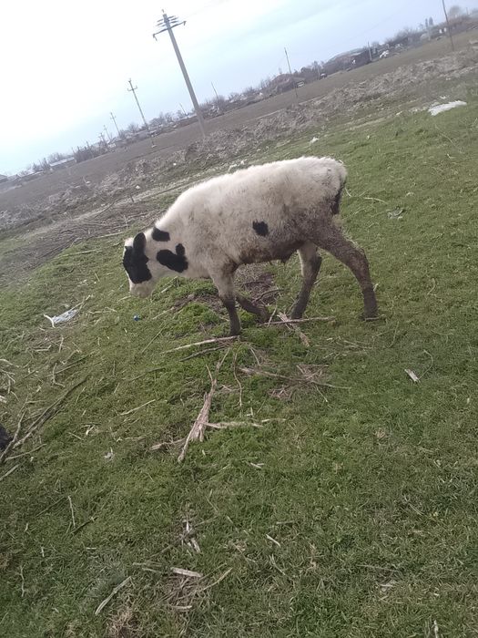 De vânzare 4 tăurași