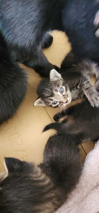 Отдам котят 1 месячные