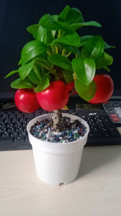 Oftobda rangi oʼchmaydigan uylar va  sovgʼauchun sunʼiy gullar