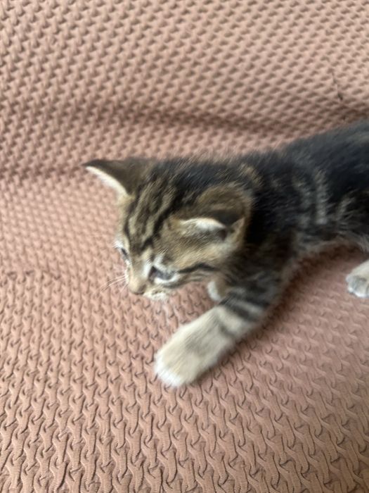 Мушук болалари текинга берамиз яхши бокадиганларга