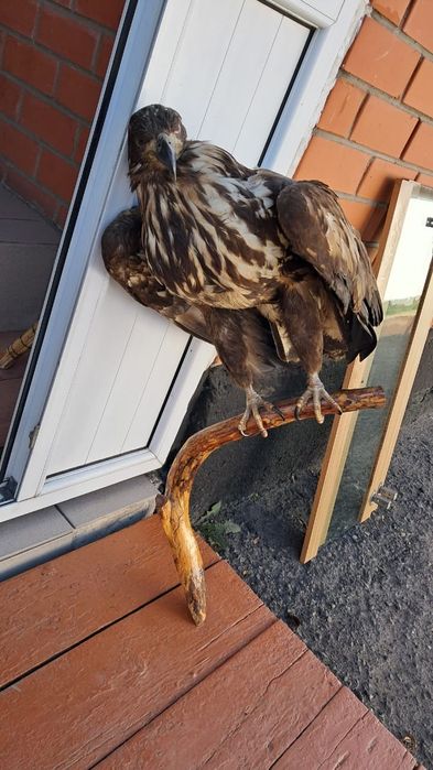 Сувениры ввиде Беркута, Косули