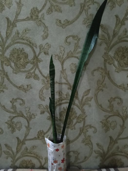 Продаю комнатные цветы