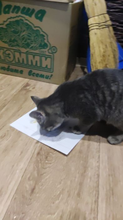 Котенок в добрые руки