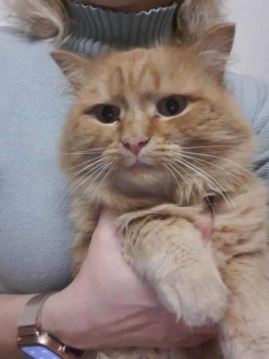 Шикарные котики и кошечки