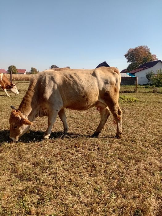 Vaca prima fatare.