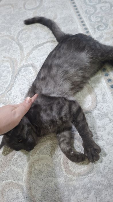 Котенок бесплатно