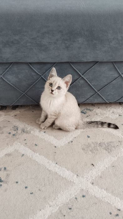 Отдам в добрые руки котенка