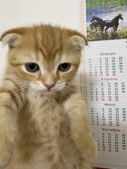 Котята породистые