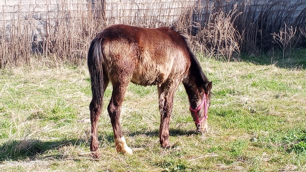 7 oylik toy sotiladi