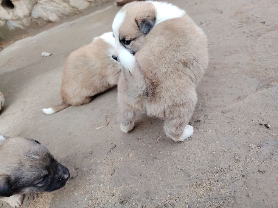 Qo'riqchi it bolalari