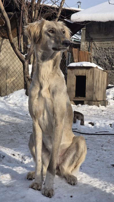 Продам двух тазы