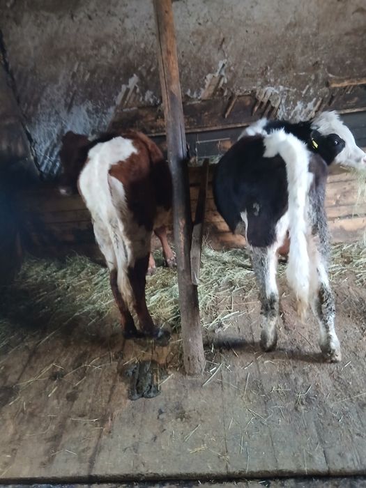 Vand 4 juninci si un taureac