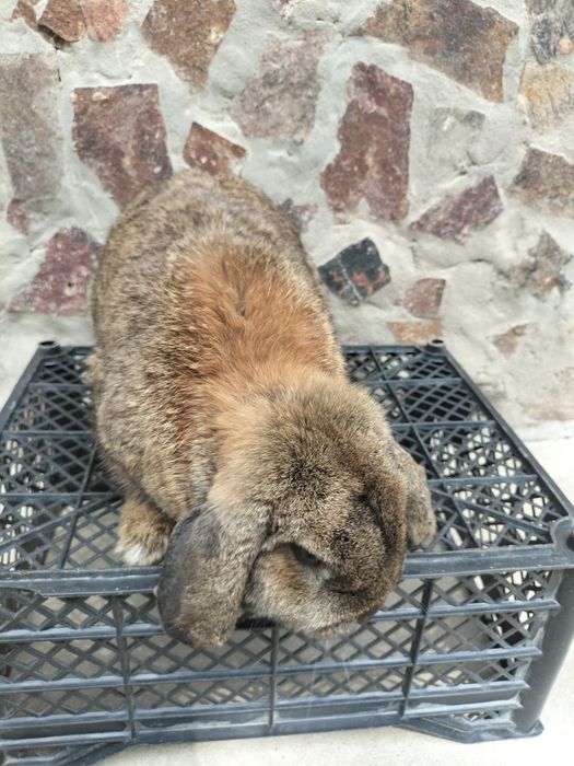 Karlik baran quyoni sotiladi