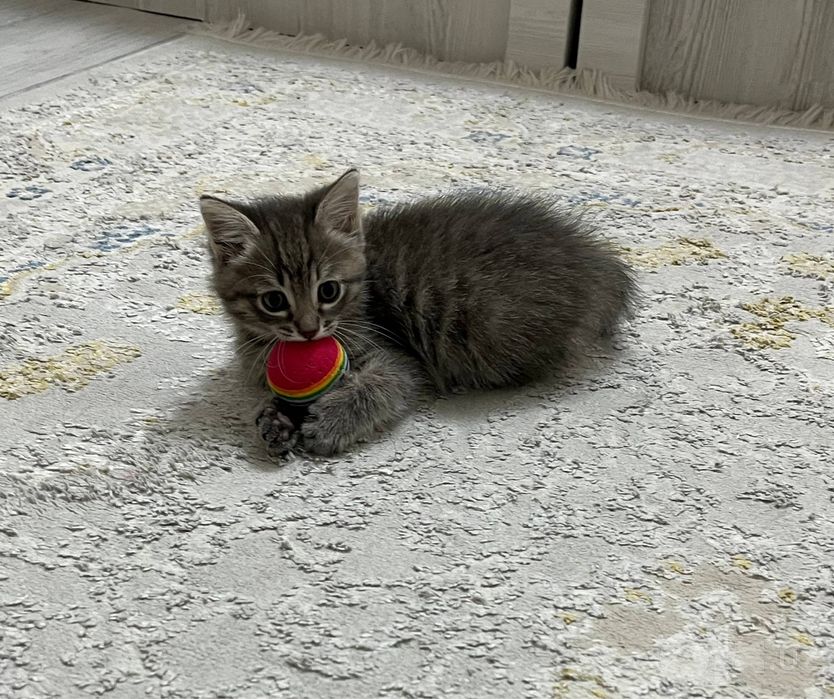 Котонек в хорошие руки