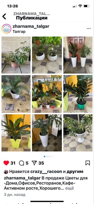 Комнатные растения