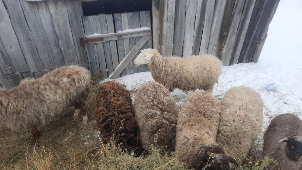 Продам 8 голов бараны
