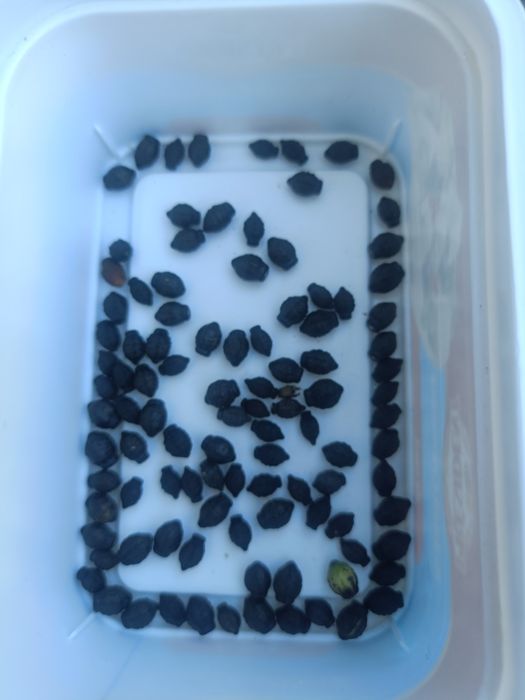 Noptițe, semințe 200 bucăți