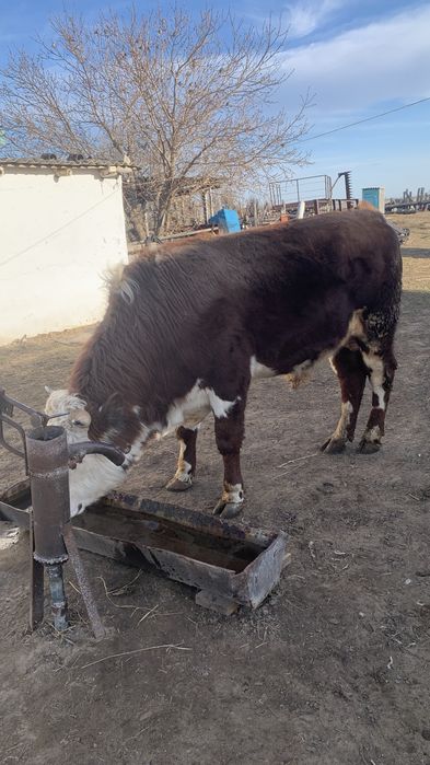 Продам бык на племя