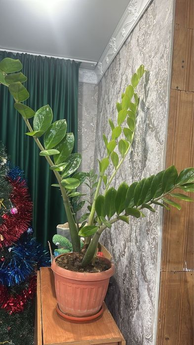 Комнатные растения разные