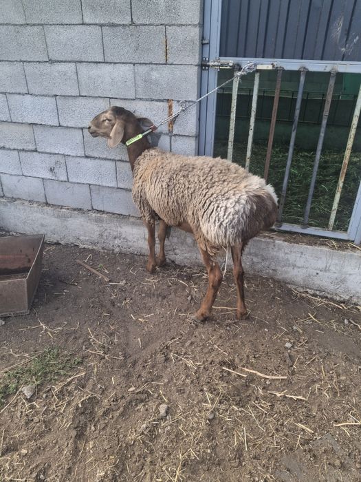 Продам кошкара  срочно