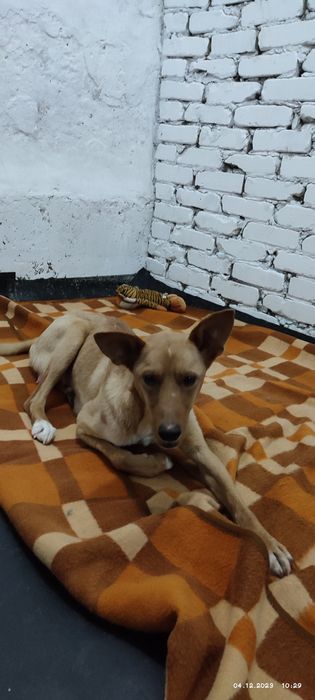 девочка породы "Дворянины"