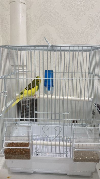 Продам волнистый попугай