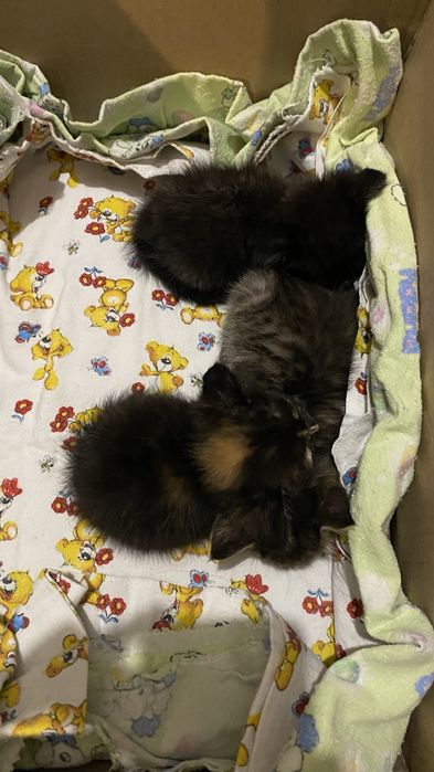 Котята бесплатно