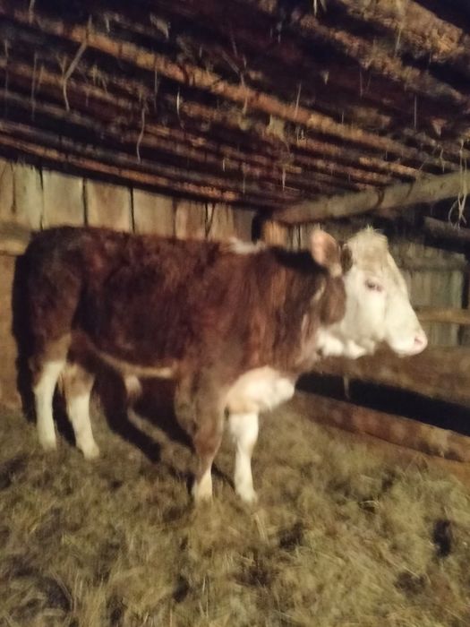 Продам бык годаваловый