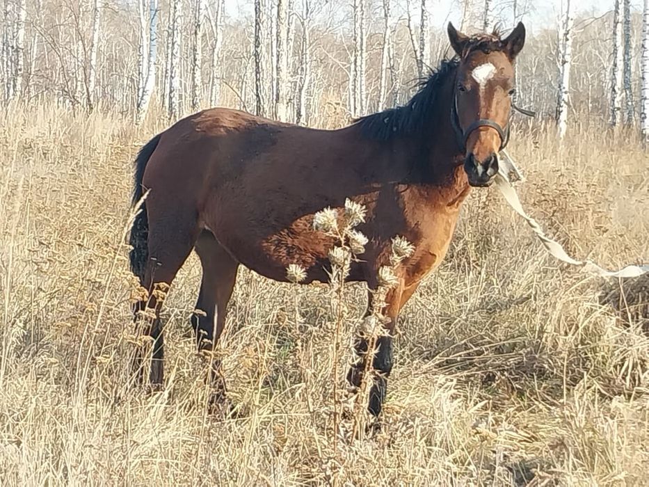 Продам  Жеребца 2 года