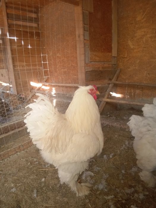Găini rasă brahma