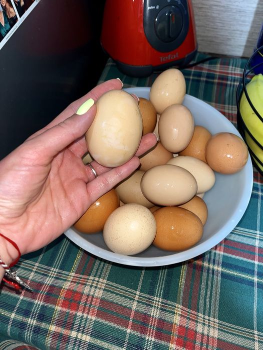 Ouă proaspete de țară – direct de la găini crescute natural