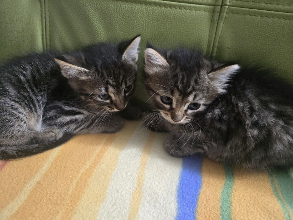 Ofer spre adoptie 2 pisicute.