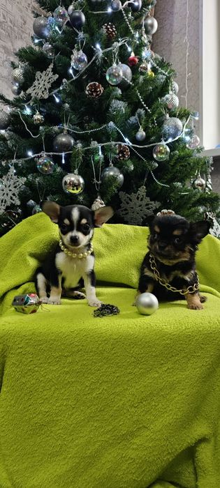 Продам щенков чихуахуа